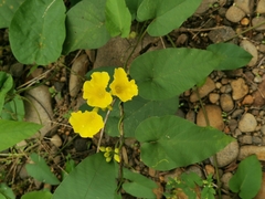 Camonea umbellata image