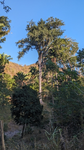 Brosimum alicastrum - Whole tree