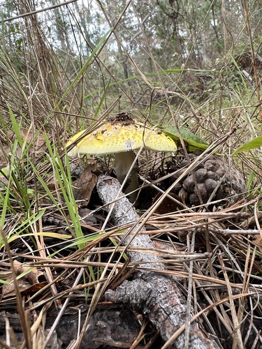 iNaturalist observation photo of amanita mushrooms