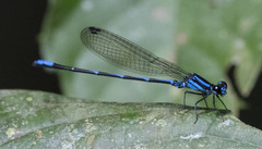 Argia oculata image
