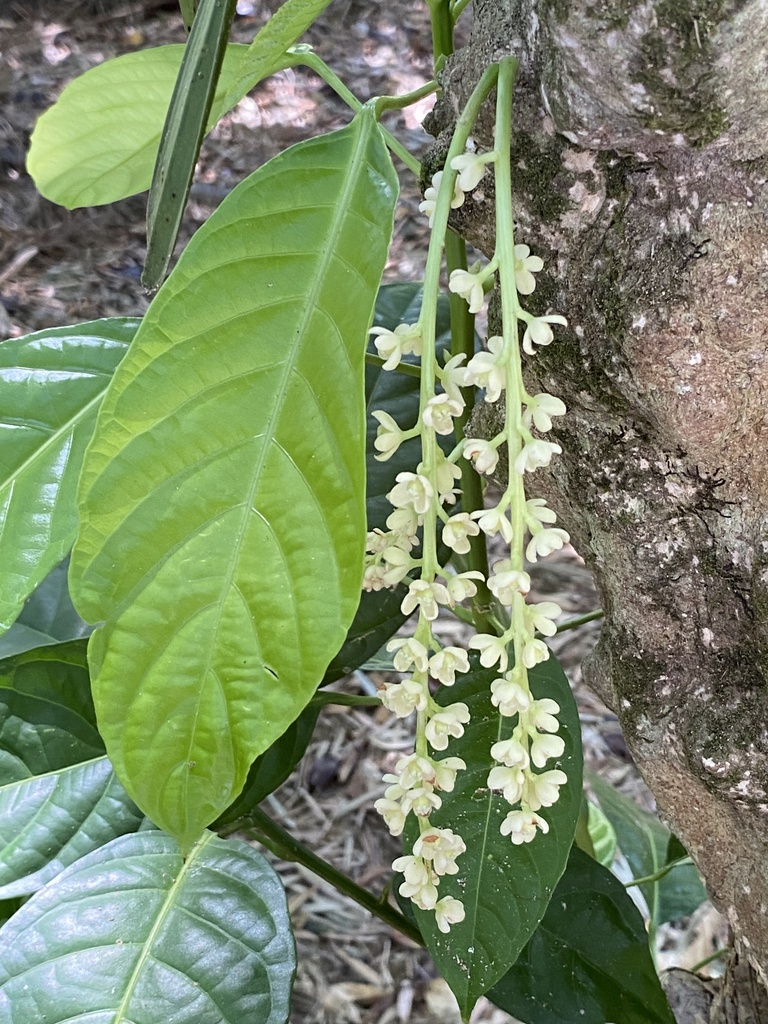 Baccaurea from ถนน โยธาธิการ รน. 2009, อ.สุขสำราญ, จ.ระนอง, TH on