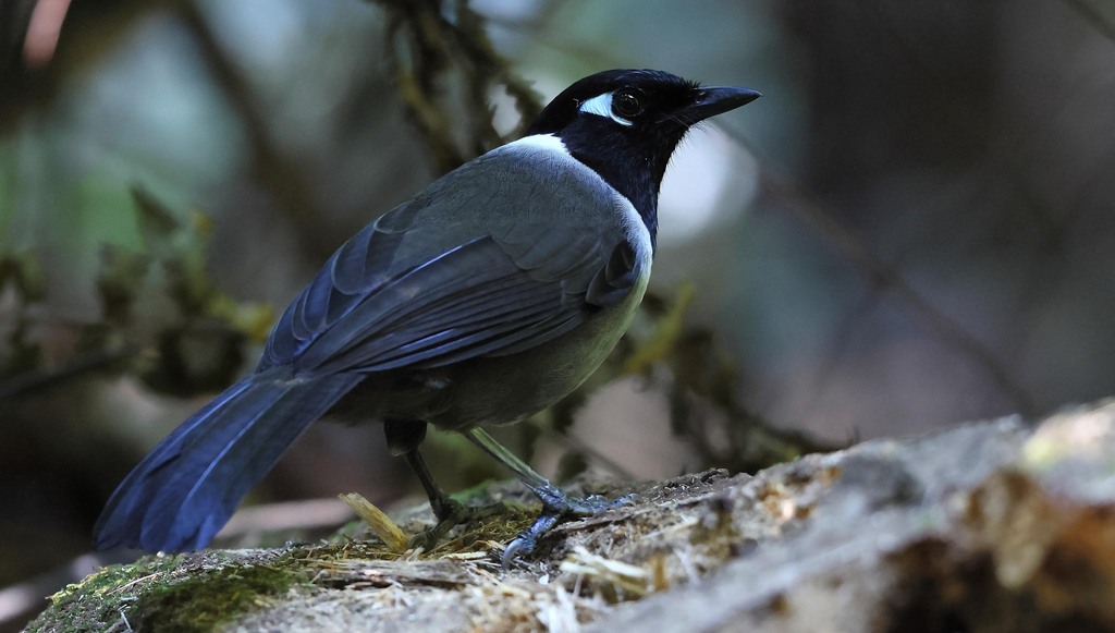 Black-hooded Laughingthrush (Garrulax milleti) photo