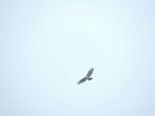 Eastern Buzzard