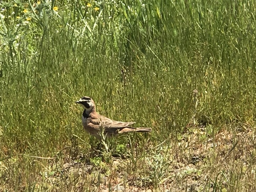 iNaturalist observation photo of Horned Lark