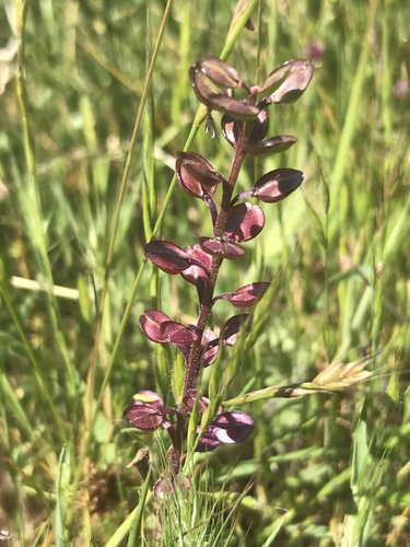 iNaturalist observation photo of Shining Pepperweed