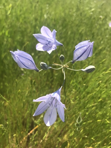 iNaturalist observation photo of Ithuriel's Spear