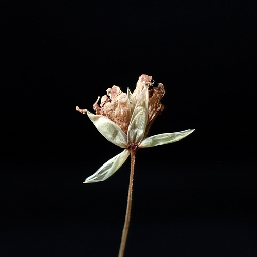 Chickweed Anther Smut