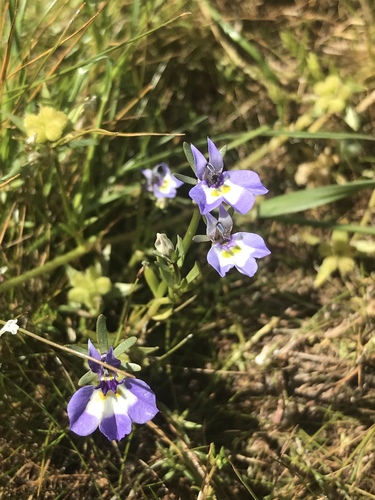iNaturalist observation photo of Downingia bicornuta bicornuta