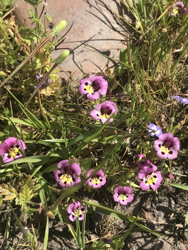 iNaturalist observation photo of tricolor monkeyflower