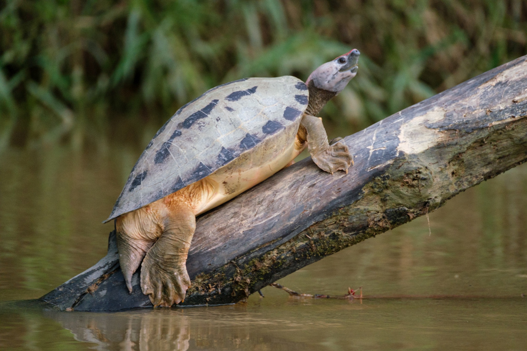 Painted Batagur in October 2022 by Mark Whiten · iNaturalist