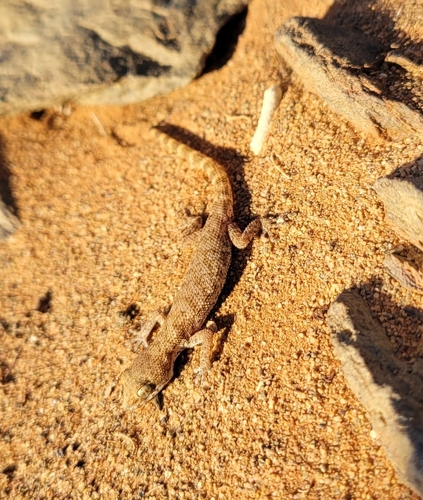 Algerian Sand Gecko
