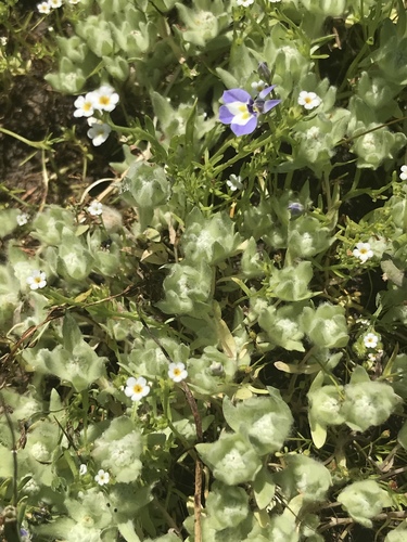 iNaturalist observation photo of low woolly marbles