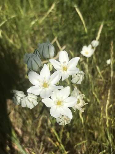 iNaturalist observation photo of white brodiaea