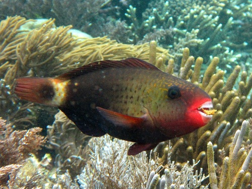 Pacific Bullethead Parrotfish