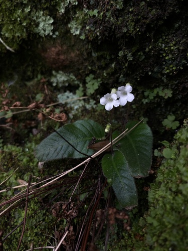 Streptocarpus rimicola
