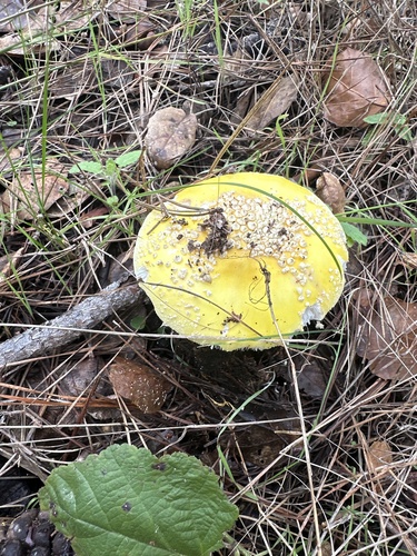 iNaturalist observation photo of amanita mushrooms