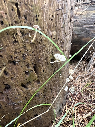iNaturalist observation photo of Mushrooms, Bracket Fungi, Puffballs, and Allies