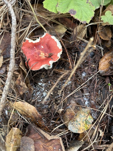 iNaturalist observation photo of Winter Russula