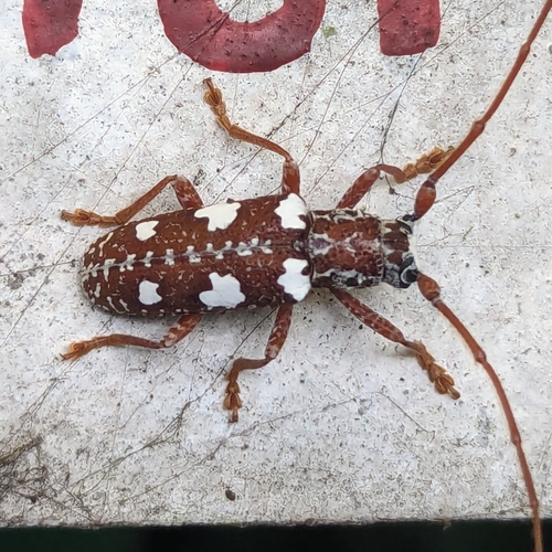 Protorhopala thumbnail