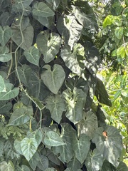 Philodendron hederaceum image