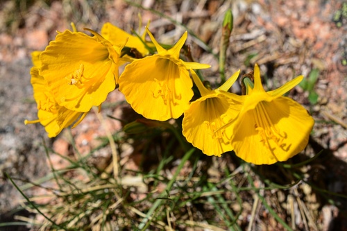 hoop-petticoat daffodil