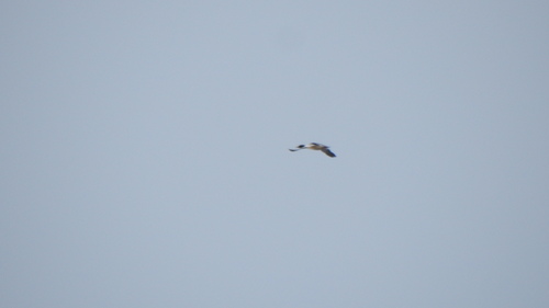 Common Merganser