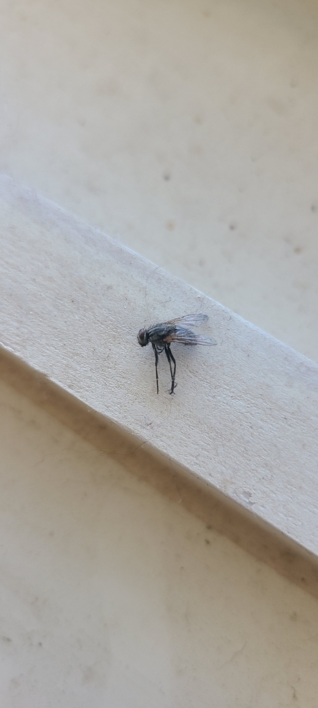 Common House Fly from Arboretum, San Antonio, TX, USA on January 28 ...