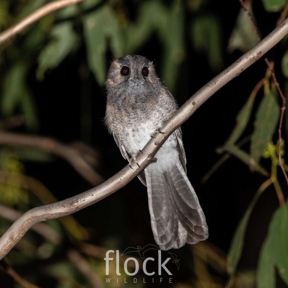 Australian Owlet-nightjar photo