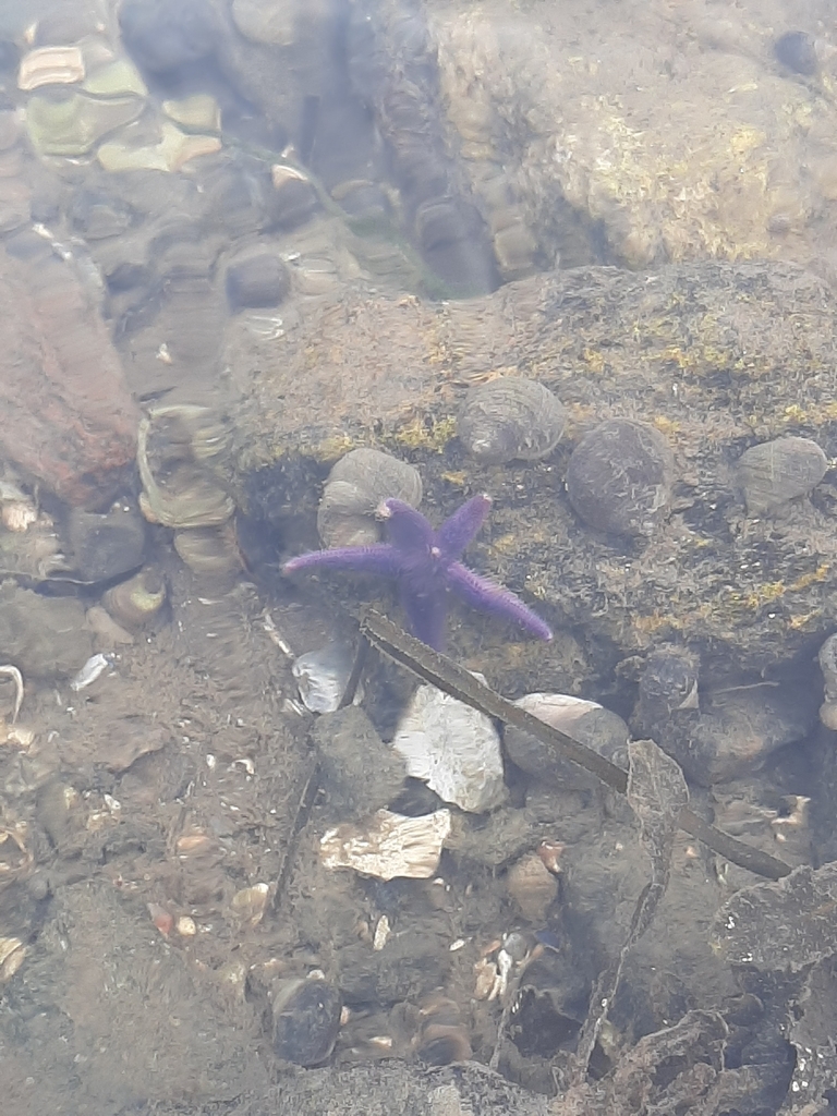 Common Sea Star in January 2024 by annegdgr · iNaturalist