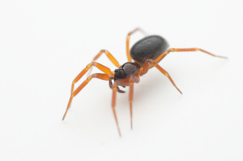 Periscope Dwarf Spider