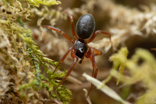 Periscope Dwarf Spider