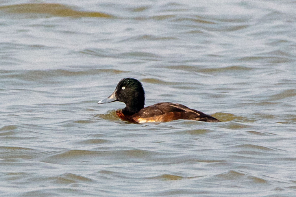 Baer's Pochard in January 2024 by Steven Wang · iNaturalist