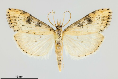 iNaturalist observation photo of Udea itysalis