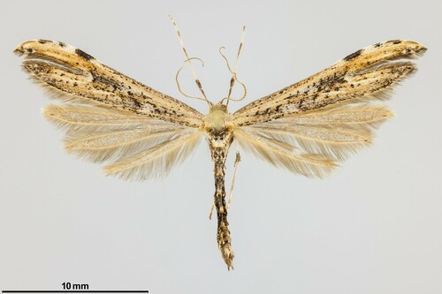 iNaturalist observation photo of Rogenhofer's Plume Moth