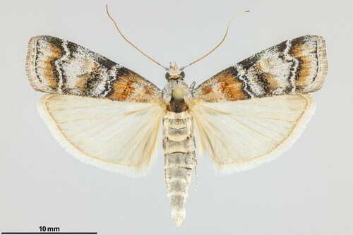 iNaturalist observation photo of Dioryctria westerlandi