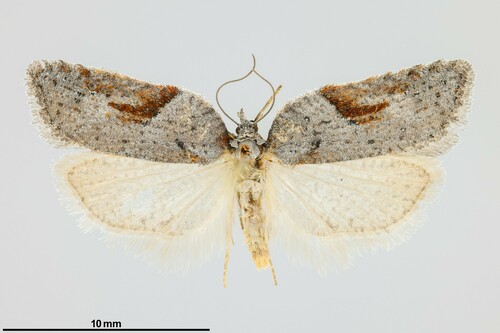 iNaturalist observation photo of Acleris aenigmana