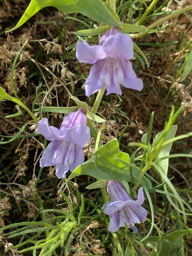 Epixiphium