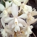 Epidendrum chioneum - Photo (c) Olga Gonina, all rights reserved, uploaded by Olga Gonina