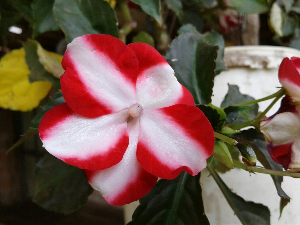 Impatiens walleriana – Wikipédia, a enciclopédia livre