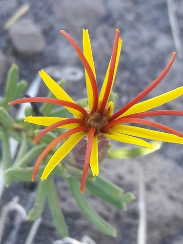 Mutisia linearifolia · iNaturalist