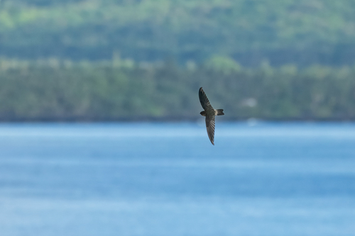 White-rumped Swiftlet