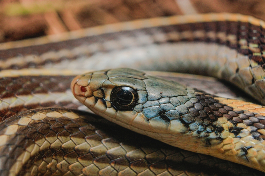 Baird's Patchnose Snake from Tecolotlán, MX-JA, MX on January 28, 2024 ...