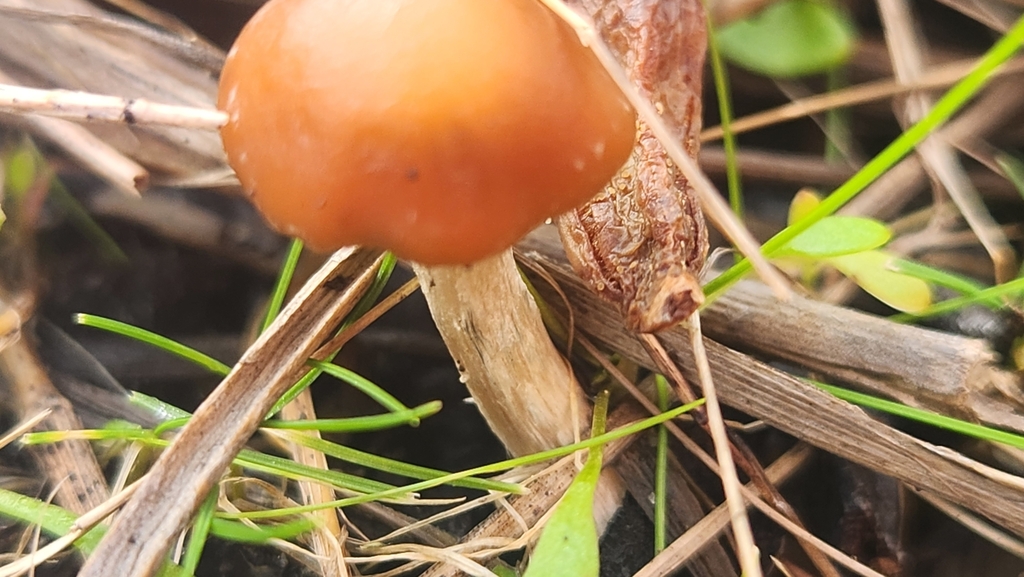 Wavy Cap In January 2024 By Brooke INaturalist   Large 