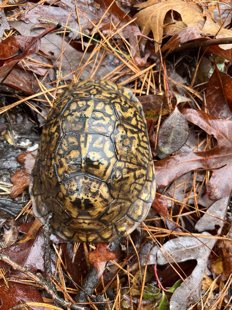 Eastern Box Turtle In January 2024 By Eb Farnum INaturalist   Large 