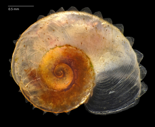 Nautilus Ram's-horn