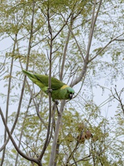 Amazona auropalliata image