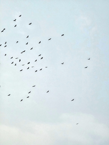 Asian Openbill