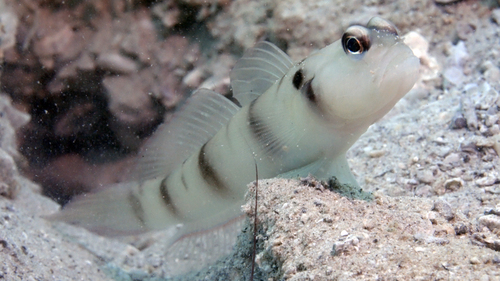 Amblyeleotris downingi