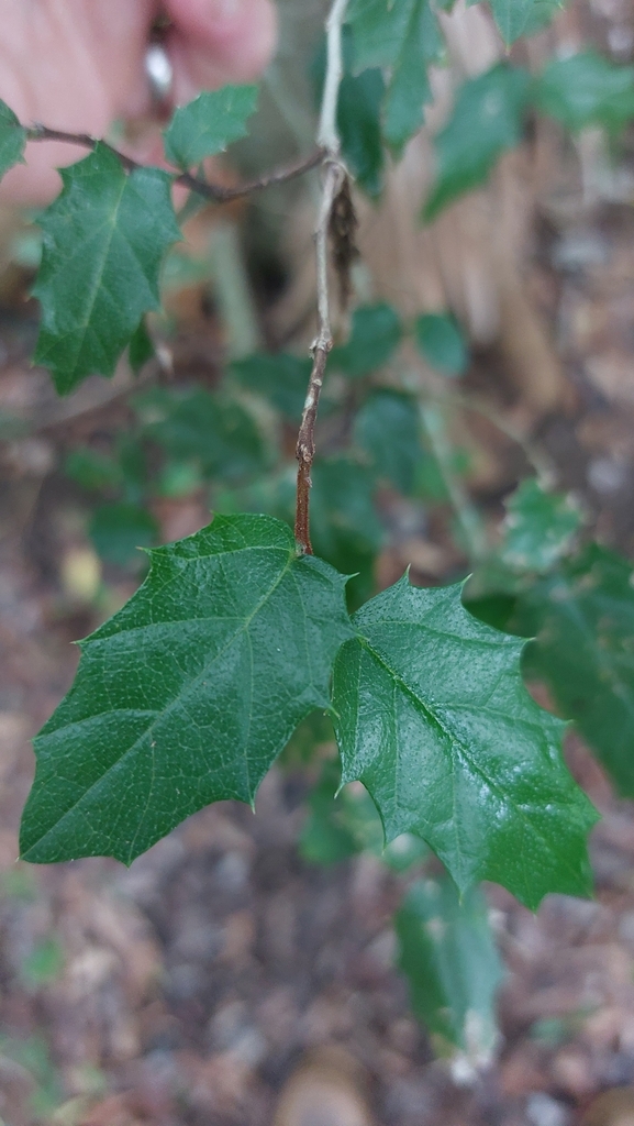 Axe Handle Wood In January 2024 By Natasha Rutherford INaturalist   Large 