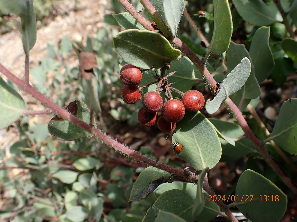 Eastwood's Manzanita from Figueroa Mountain, California 93441, USA on ...